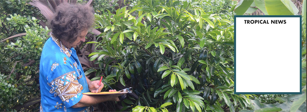 Tropical Fruit Trees New Zealand