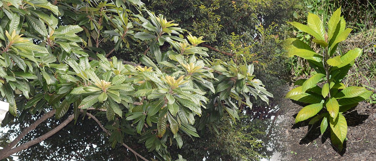 Hawaiian Starfruit Hokulani